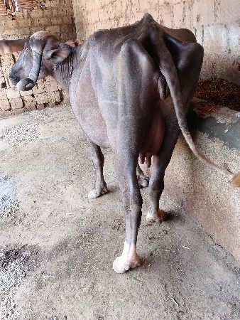 थंबनेल 3