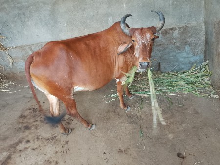 દેશી ગાય છે લાલ