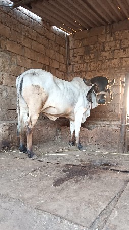 હોડકી વેચવાને છે