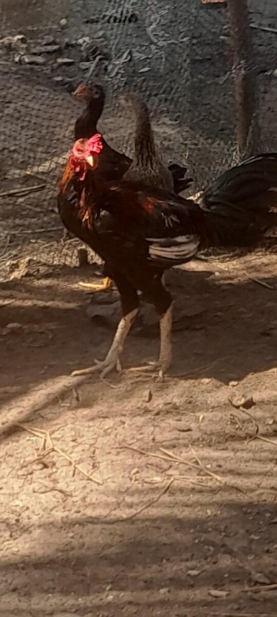 અસીલ ની જોડી