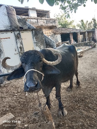 ભેંસ વેસવાની છે