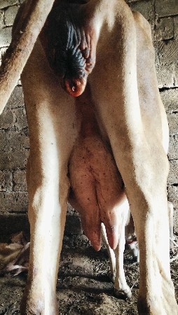 આ ગાય વેચવાની છે