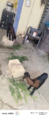 थंबनेल 3