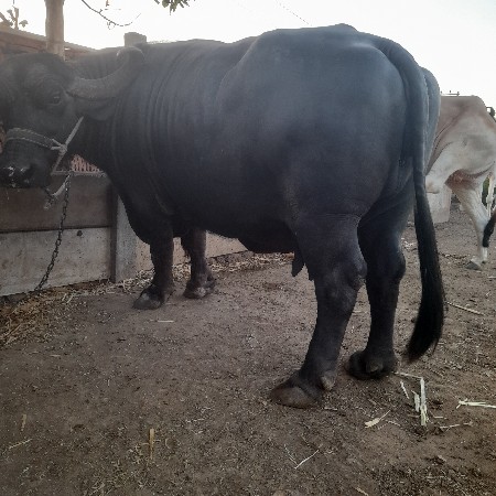 थंबनेल 3