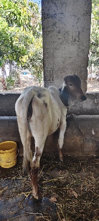 थंबनेल 2