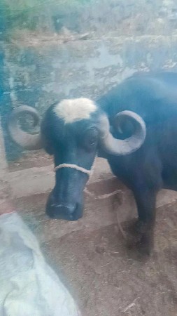 ભેંસ વેચવાની છે સાડા ત્રણ લીટર દૂધ