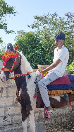 Ghodi vesva ni che🐎