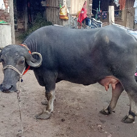 थंबनेल 3