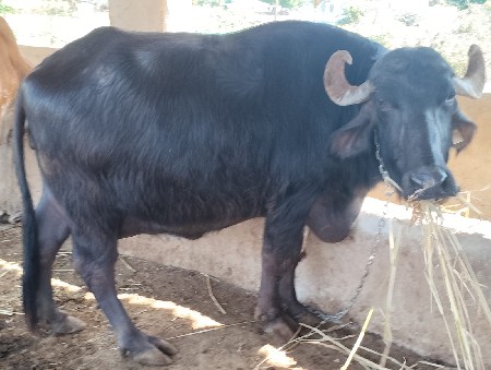 थंबनेल 3