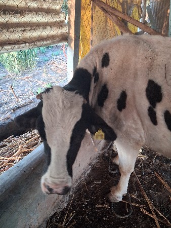 Hf ગાય  વેચાણ