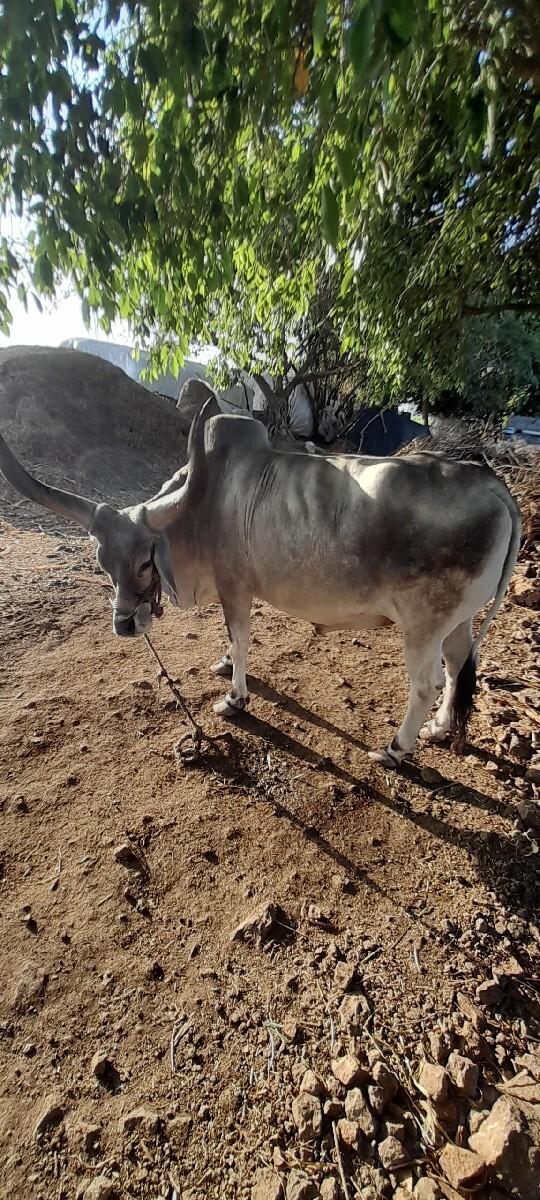 थंबनेल 2