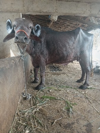 ભેંસ વેચવાની છે