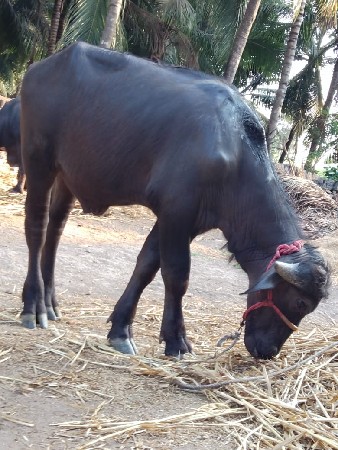 pado ,orijanl ,jafrabadi