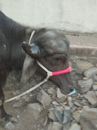 પાડી વેચવાની છે અઢી વર્ષ ની છે