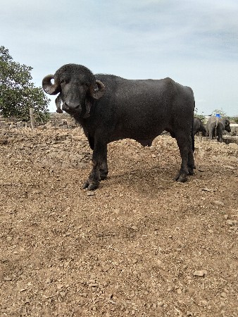 थंबनेल 2