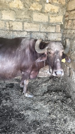 ભેંસ વેચવાની છે