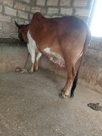 આ ગાય  વેચવાની છે