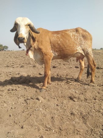 थंबनेल 2