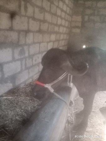 थंबनेल 2