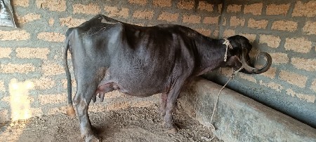 थंबनेल 3