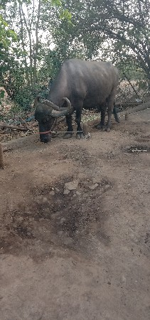 સાવ સોજી