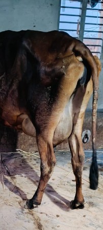 જરસી ગાય