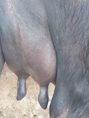 આ ભેંસ વેચવા ની છે