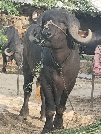 थंबनेल 2