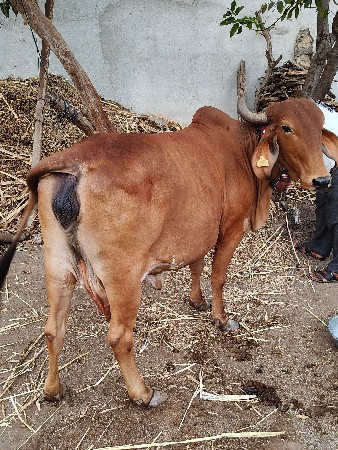 थंबनेल 3