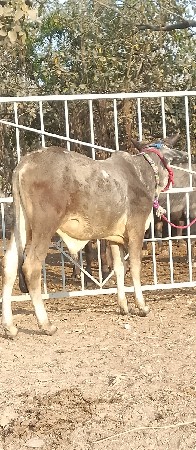 બિલકુલ વેચવાનો