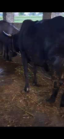 थंबनेल 3