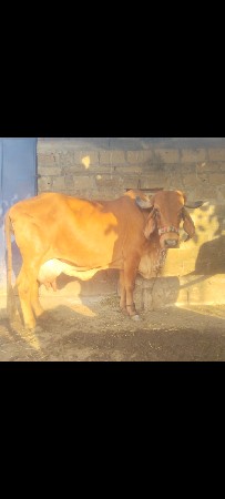 ગીર ગાય વેચવાની છે