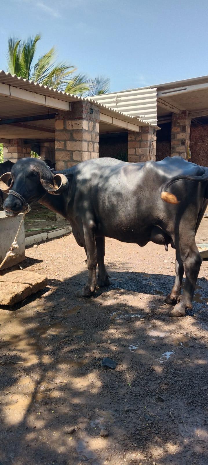 ભેંસ વેચવાની છે