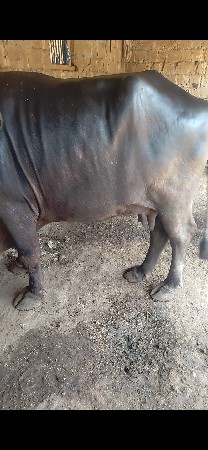 આ ભેસ વેચવાની છે