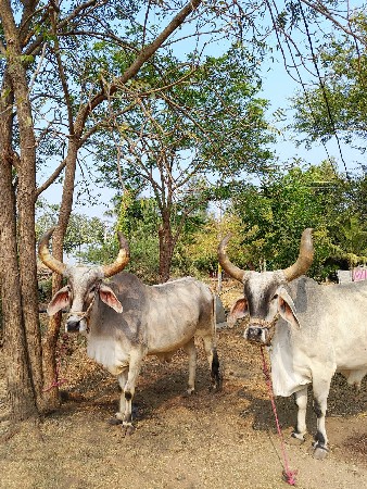 થંબનેલ 2