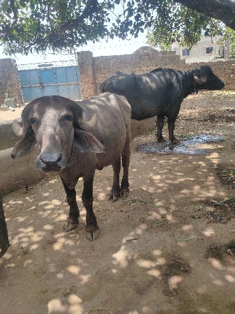 જાફરાબાદી પાડી