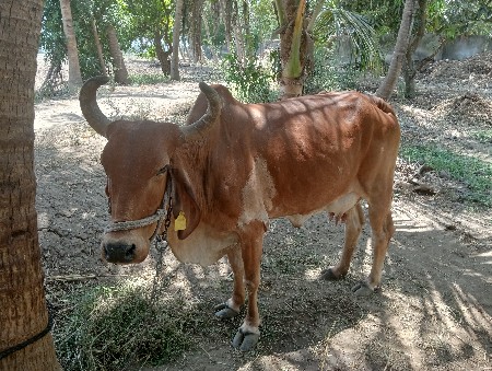 ગાય વેચવાની છે