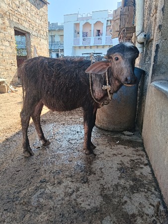 થંબનેલ 2