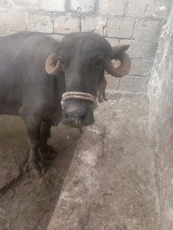 આ ભેશ વેચવાની છે