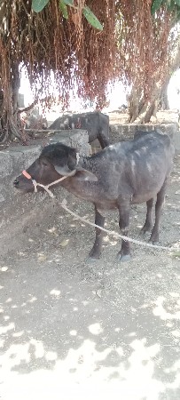 એક ૩ વર્ષ નું છે ને બીજું ૩.૫ વર્ષ