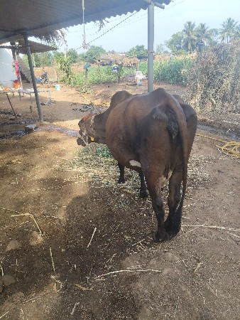 ગાય વેચવાની છે