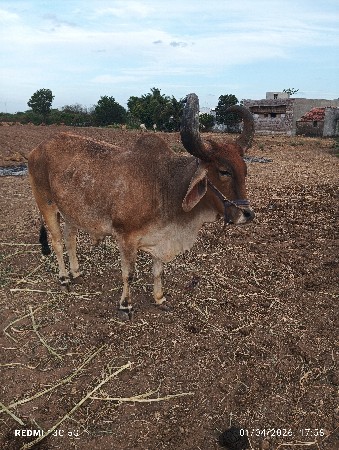 थंबनेल 2