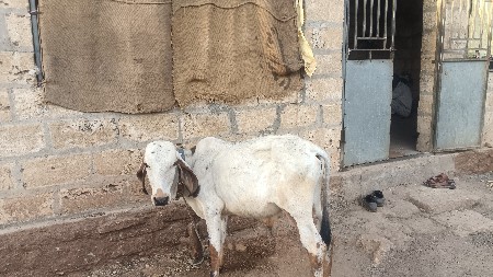 1 વર્ષ નો વાડો મફત આપવાનો છે