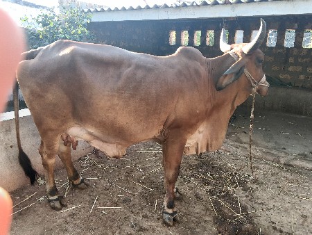 થંબનેલ 2