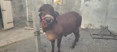 थंबनेल 2