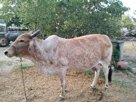 ગાય વેચવાની છે