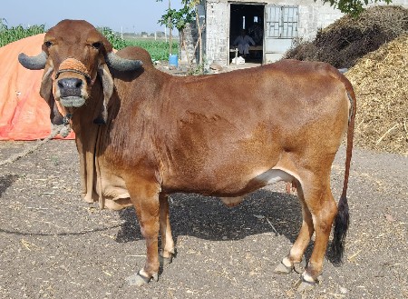 ગીર ગાય વેચવાની છે
