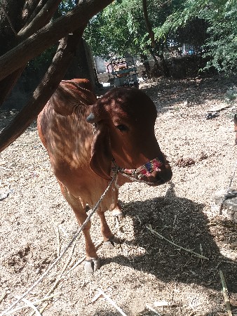 ગોટલા વેચાવશે ચાર ચાર દાતે