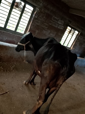 ગીર ક્રોસ