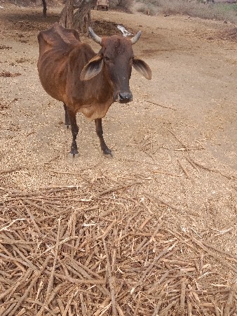 થંબનેલ 3